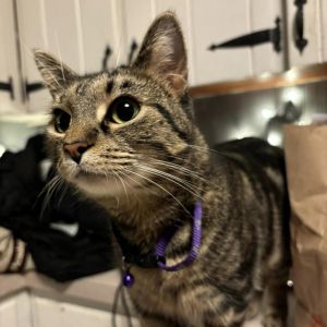 Biscuit, Adult Female unknown