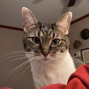 Punky, Adult Female unknown