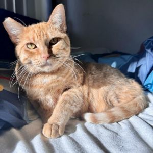 Peachy is the SWEETEST most INNOCENT female orange tabby ever She was in a loving home but the dog 