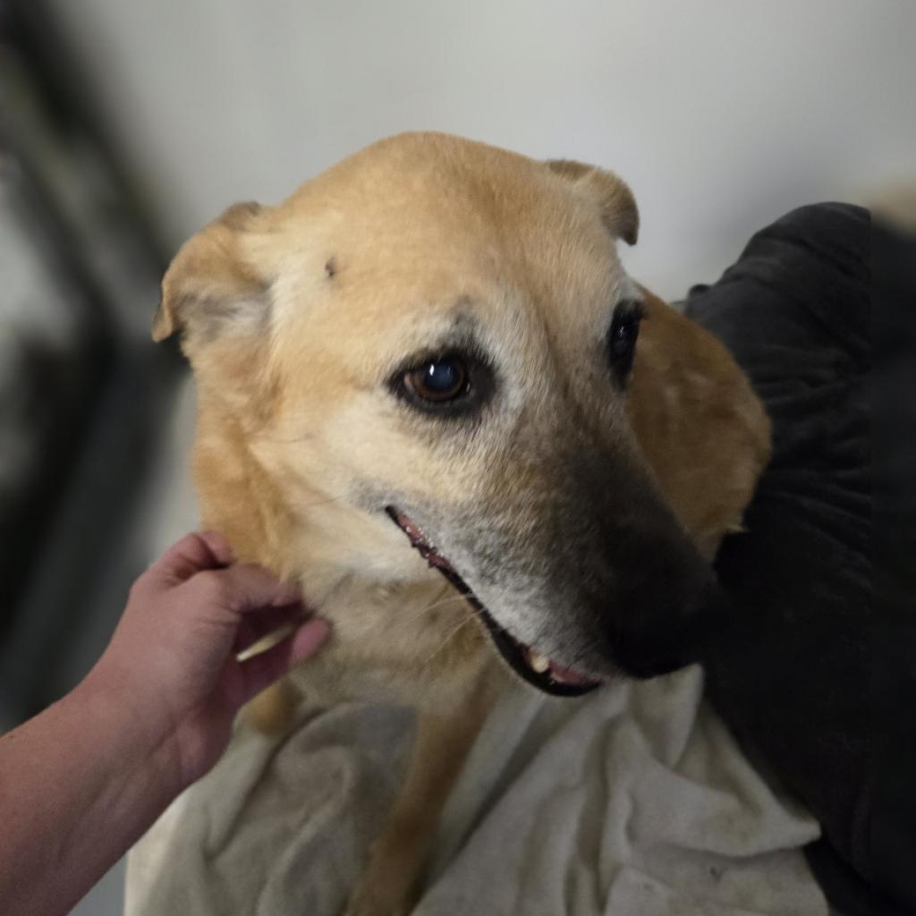 Mia, an adoptable German Shepherd Dog in Pahrump, NV, 89060 | Photo Image 1