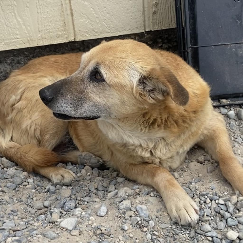 Mia, an adoptable German Shepherd Dog in Pahrump, NV, 89060 | Photo Image 2