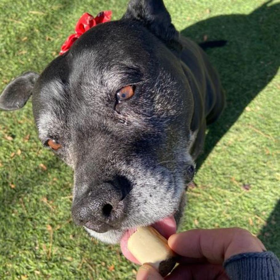 Precious, an adoptable Pit Bull Terrier in Pahrump, NV, 89060 | Photo Image 1