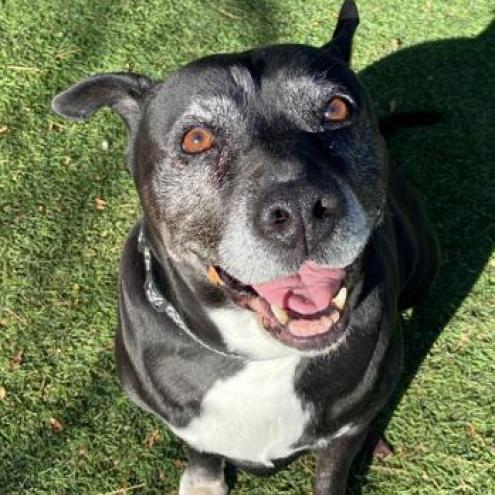 Precious, an adoptable Pit Bull Terrier in Pahrump, NV, 89060 | Photo Image 2