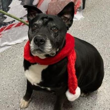 Precious, an adoptable Pit Bull Terrier in Pahrump, NV, 89060 | Photo Image 3