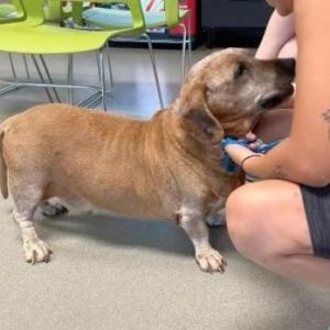Binky, Senior Male Dachshund