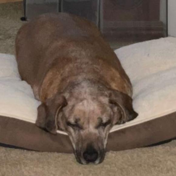 Binky, an adoptable Dachshund, Labrador Retriever in Pahrump, NV, 89060 | Photo Image 2