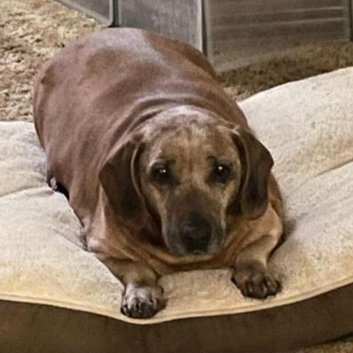 Binky, an adoptable Dachshund, Labrador Retriever in Pahrump, NV, 89060 | Photo Image 3