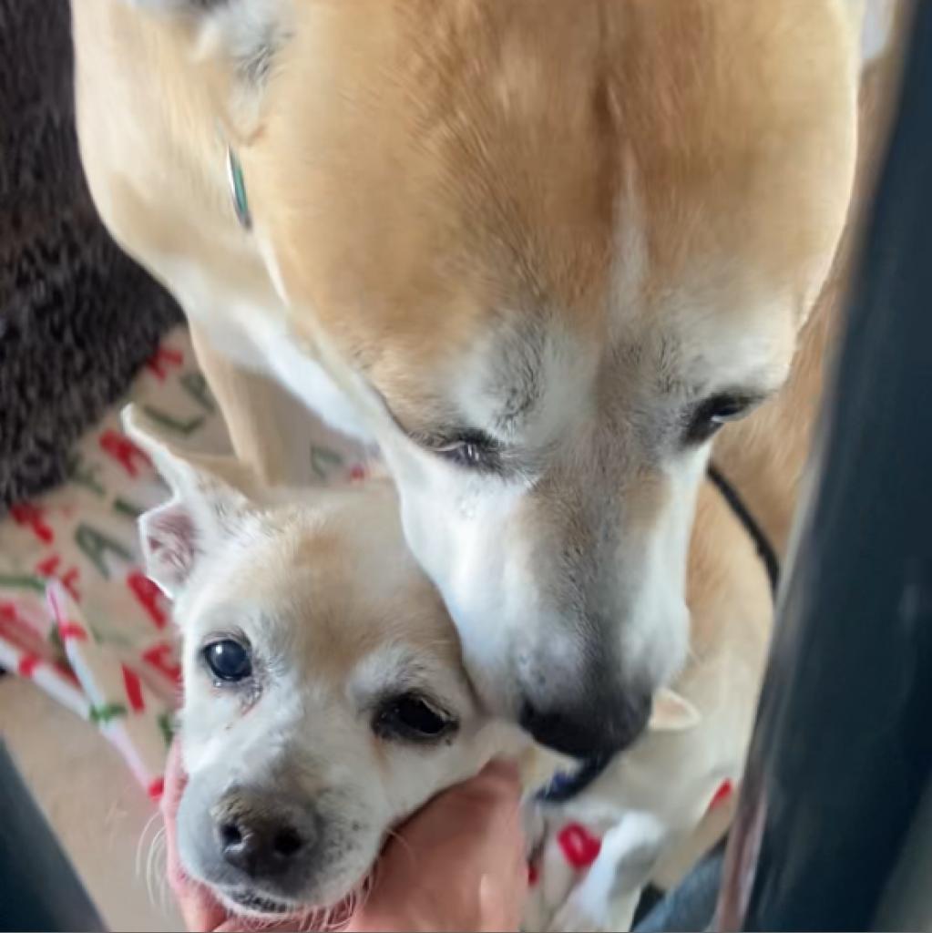 Luna, an adoptable German Shepherd Dog in Pahrump, NV, 89060 | Photo Image 1