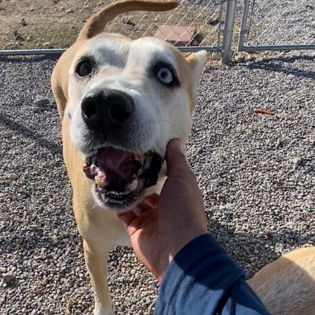 Luna, an adoptable German Shepherd Dog in Pahrump, NV, 89060 | Photo Image 2