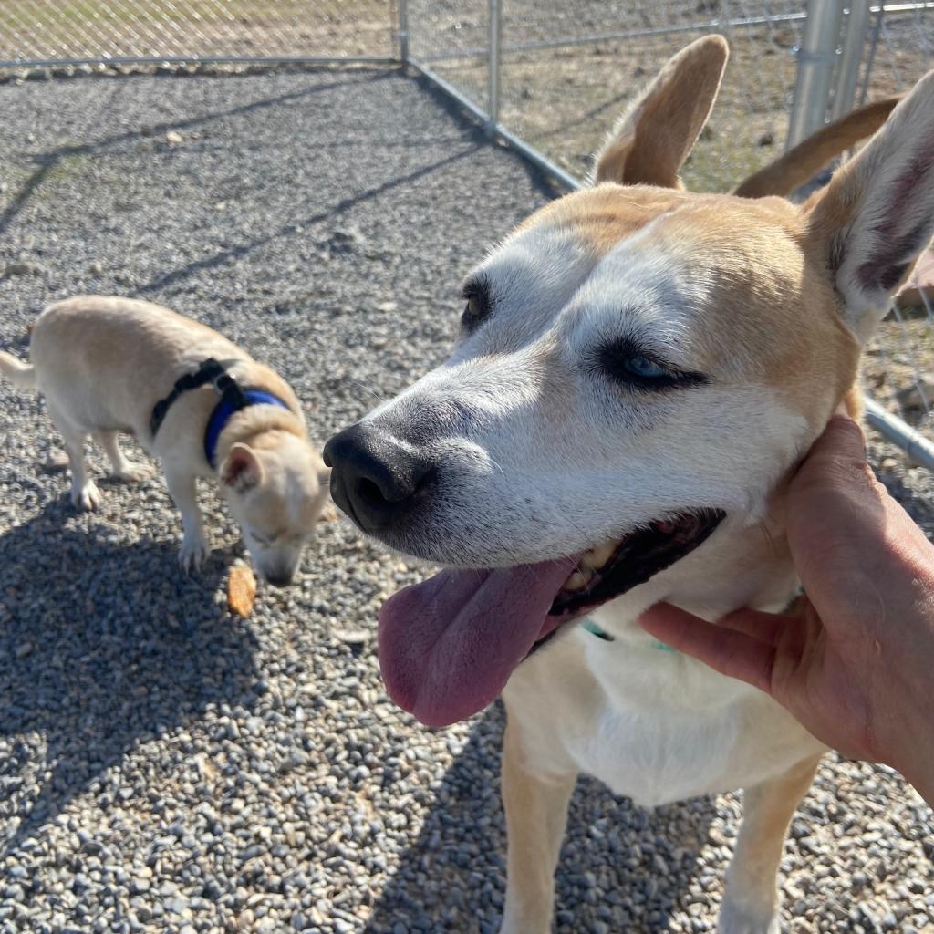 Luna, an adoptable German Shepherd Dog in Pahrump, NV, 89060 | Photo Image 3