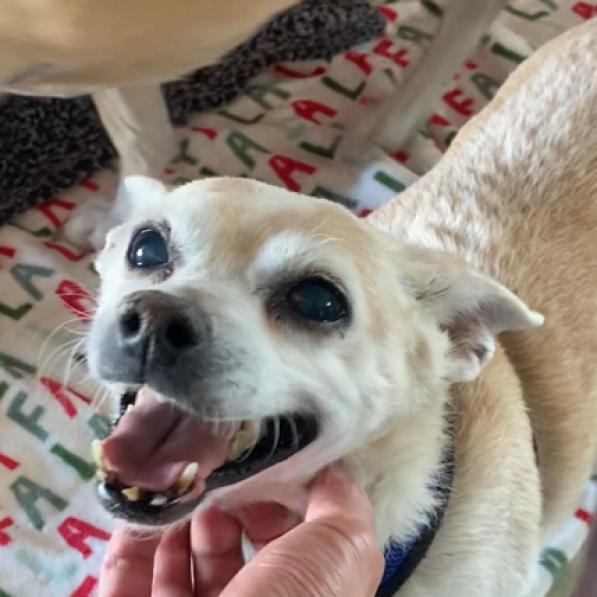 Buddy, an adoptable Chihuahua in Pahrump, NV, 89060 | Photo Image 1