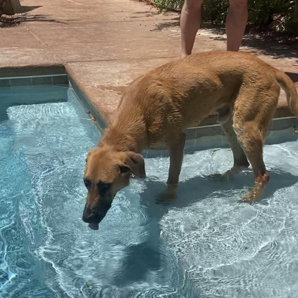 Zeus, an adoptable German Shepherd Dog in Pahrump, NV, 89060 | Photo Image 1