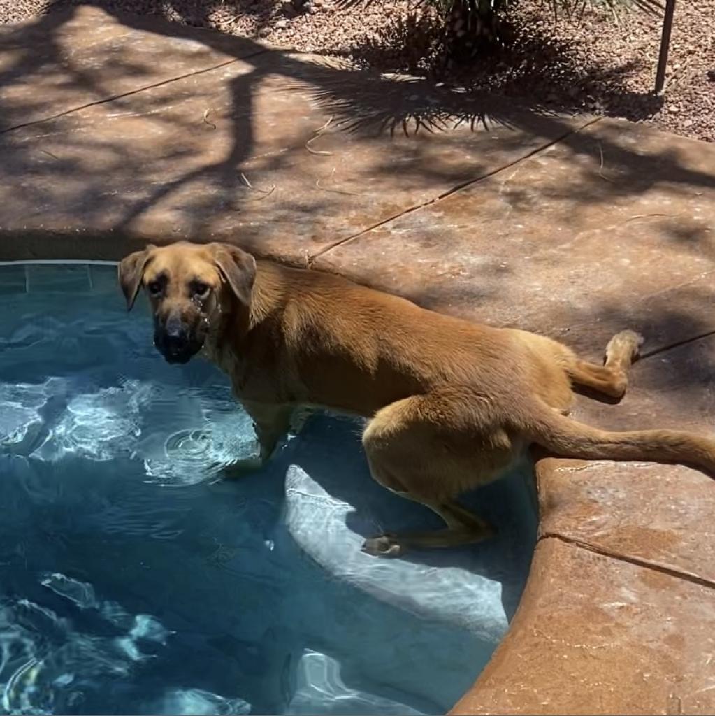 Zeus, an adoptable German Shepherd Dog in Pahrump, NV, 89060 | Photo Image 2