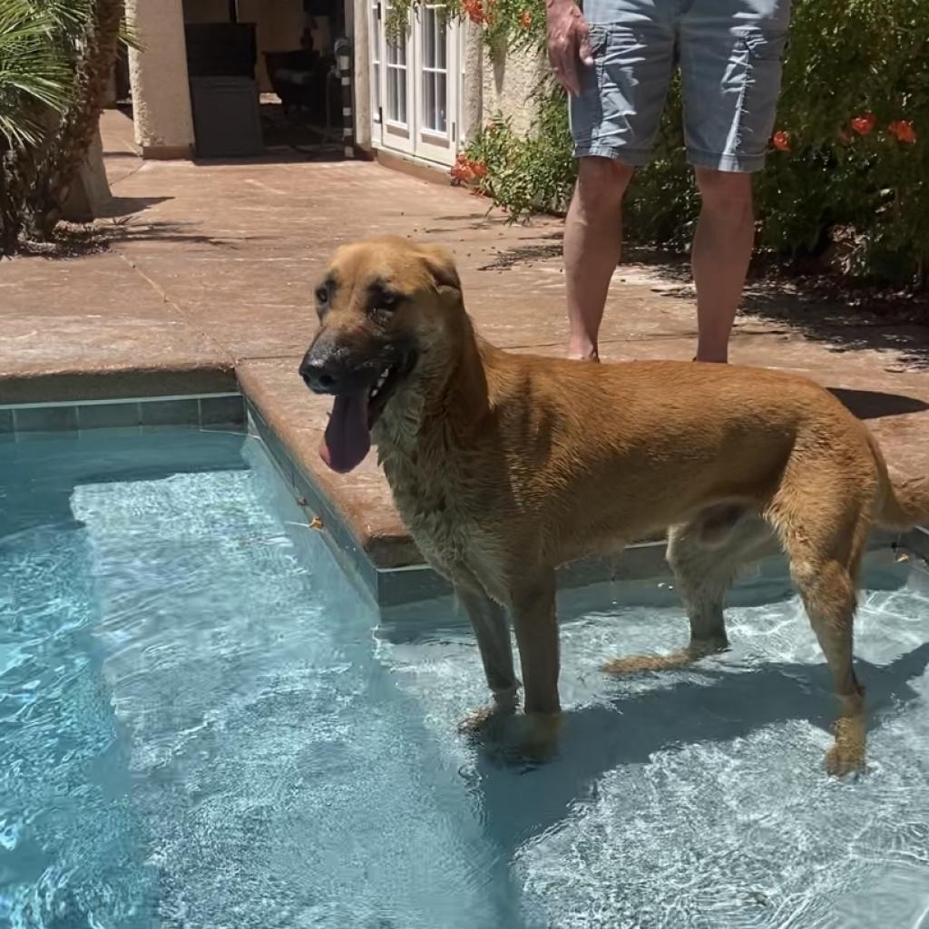 Zeus, an adoptable German Shepherd Dog in Pahrump, NV, 89060 | Photo Image 3