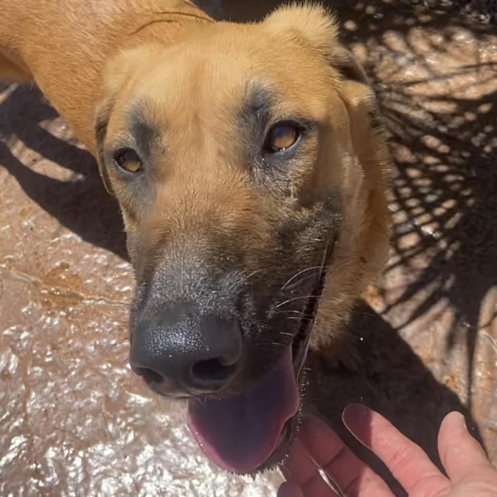 Zeus, an adoptable German Shepherd Dog in Pahrump, NV, 89060 | Photo Image 4