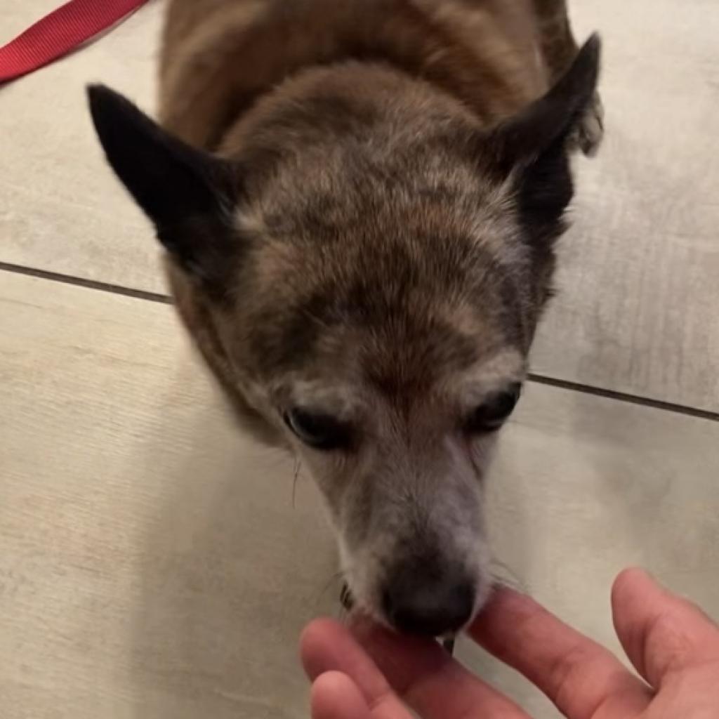 Rico, an adoptable Chihuahua in Pahrump, NV, 89060 | Photo Image 1