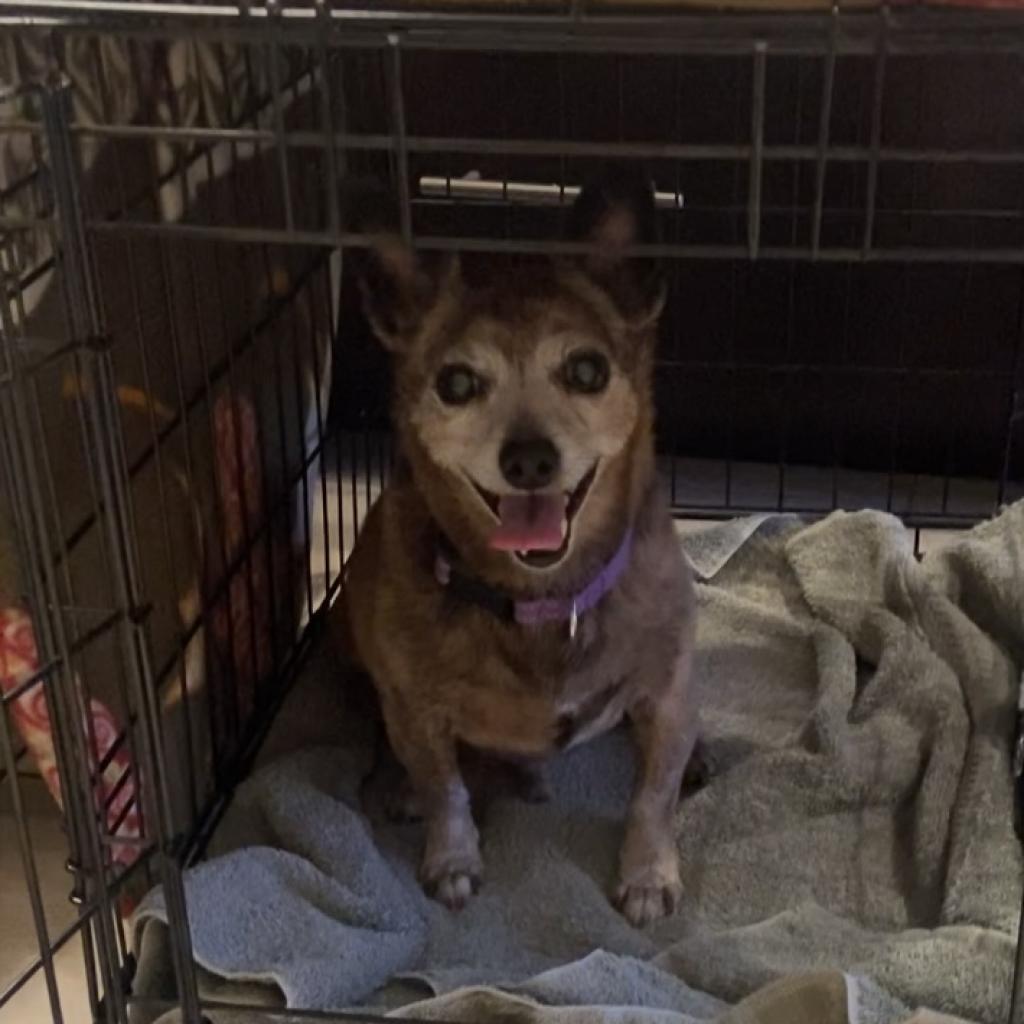 Rico, an adoptable Chihuahua in Pahrump, NV, 89060 | Photo Image 2