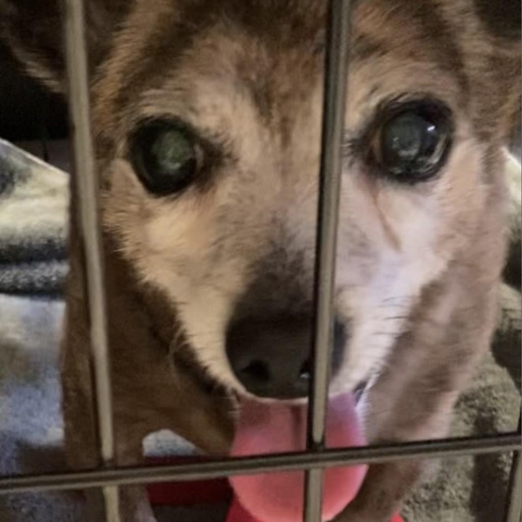 Rico, an adoptable Chihuahua in Pahrump, NV, 89060 | Photo Image 3