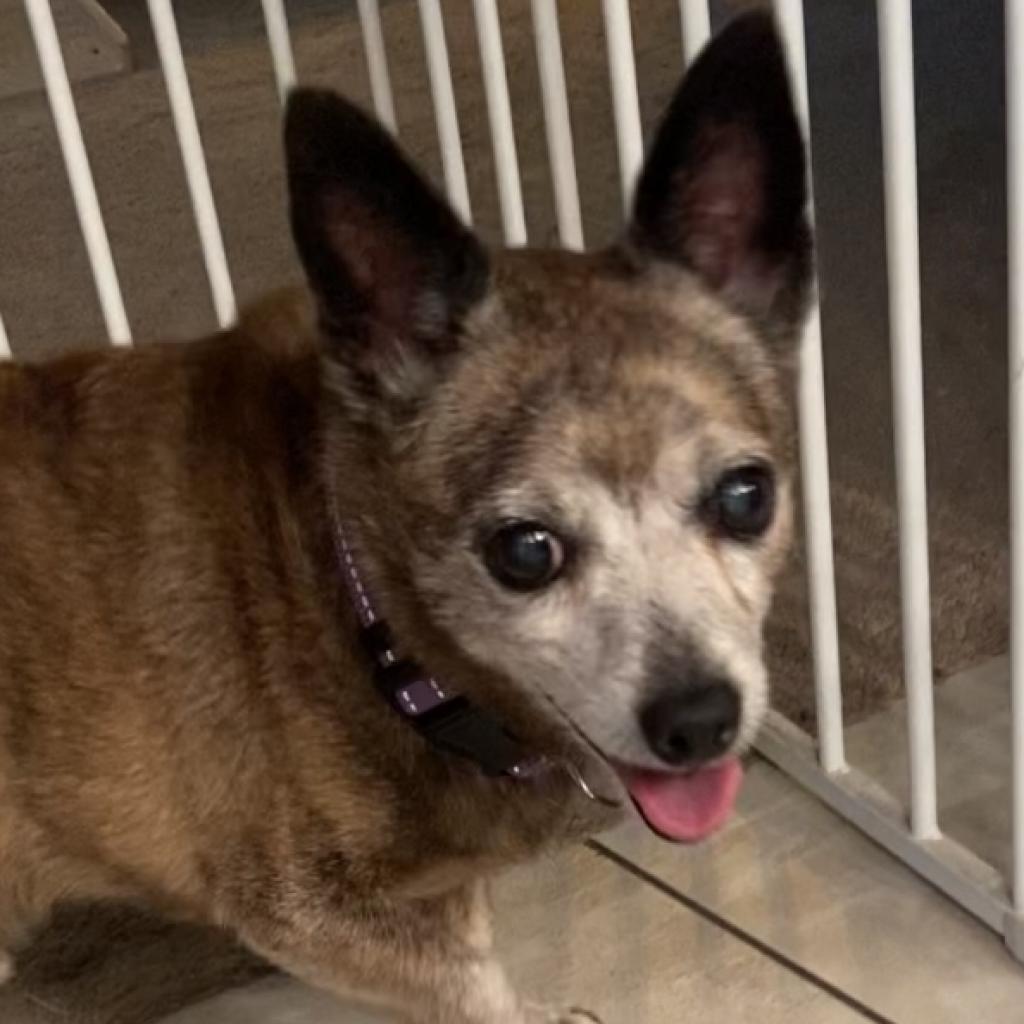 Rico, an adoptable Chihuahua in Pahrump, NV, 89060 | Photo Image 4