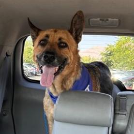 Jack, an adoptable German Shepherd Dog in Pahrump, NV, 89060 | Photo Image 1