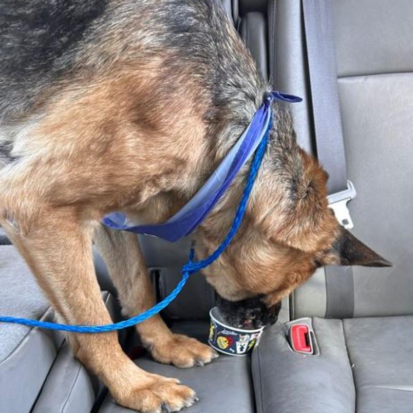 Jack, an adoptable German Shepherd Dog in Pahrump, NV, 89060 | Photo Image 2
