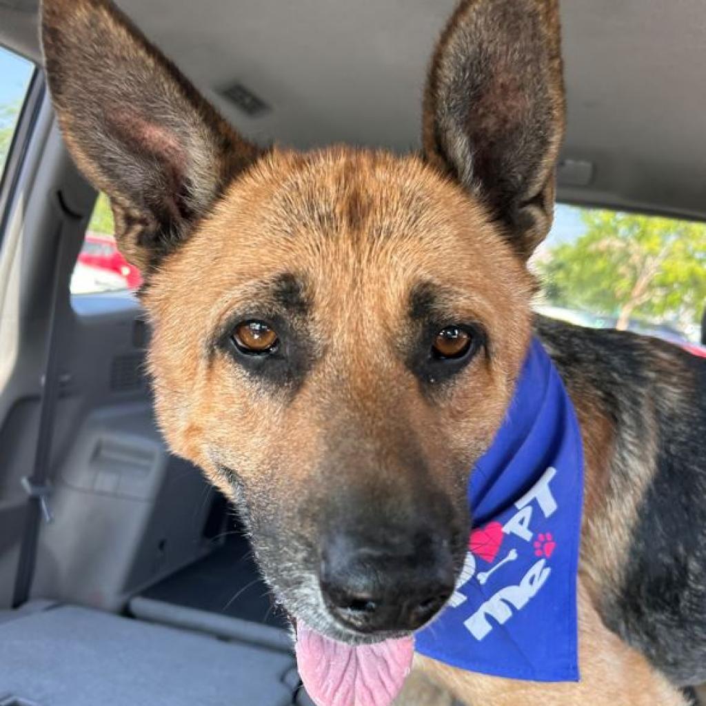 Jack, an adoptable German Shepherd Dog in Pahrump, NV, 89060 | Photo Image 3