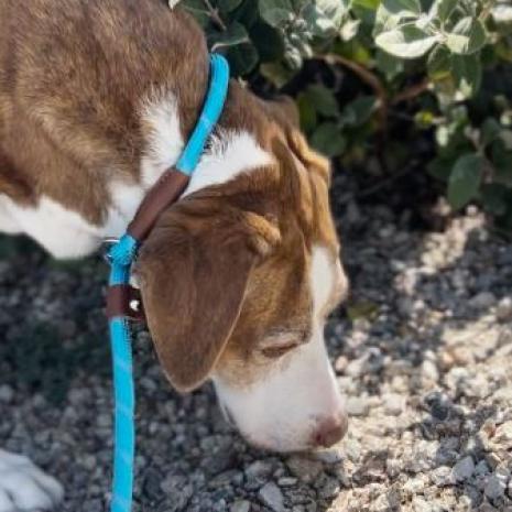 Luna, an adoptable Catahoula Leopard Dog, Labrador Retriever in Pahrump, NV, 89060 | Photo Image 1