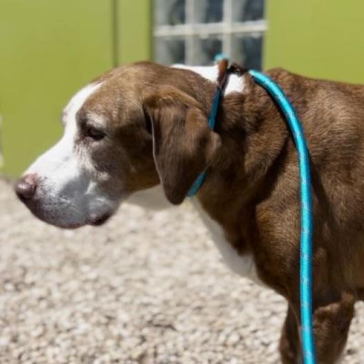 Luna, an adoptable Catahoula Leopard Dog, Labrador Retriever in Pahrump, NV, 89060 | Photo Image 2