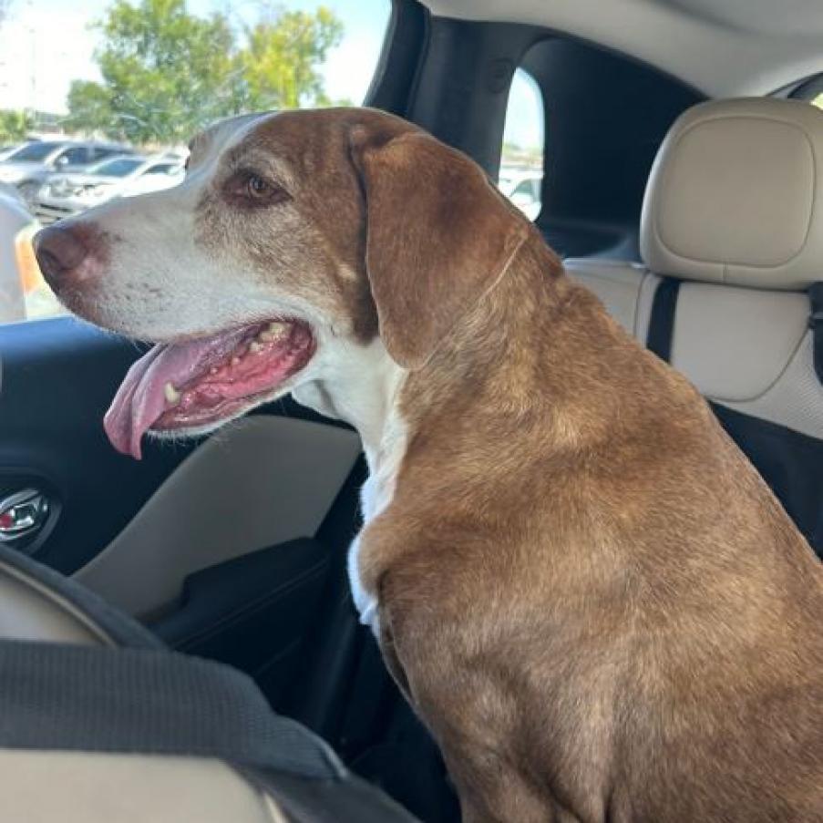Luna, an adoptable Catahoula Leopard Dog, Labrador Retriever in Pahrump, NV, 89060 | Photo Image 3