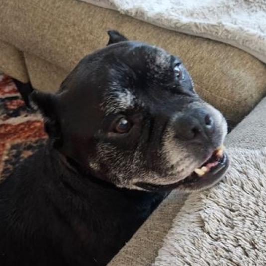 Nacho, an adoptable Pit Bull Terrier in Pahrump, NV, 89060 | Photo Image 1