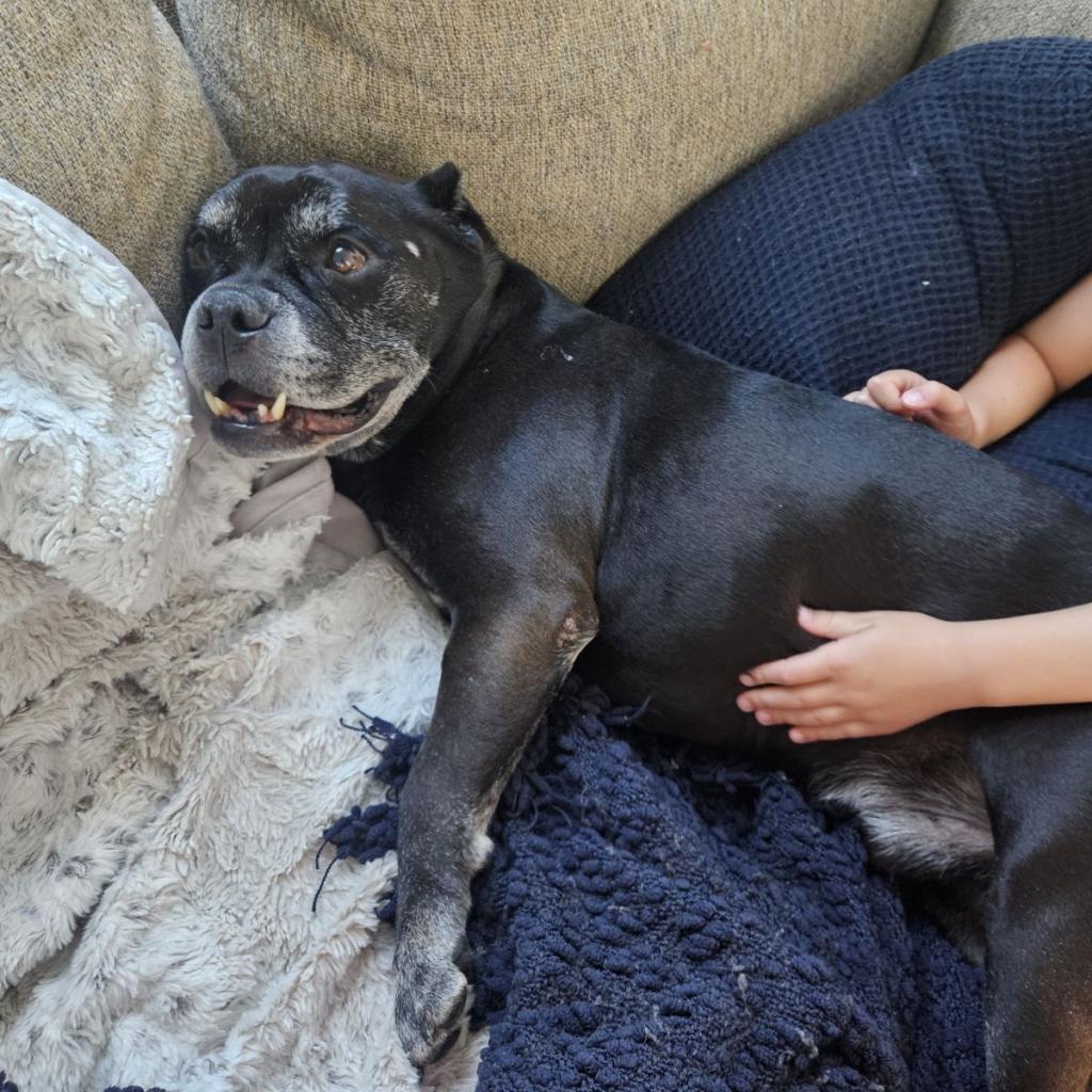 Nacho, an adoptable Pit Bull Terrier in Pahrump, NV, 89060 | Photo Image 2