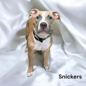 Snickers