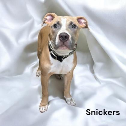 Snickers 1