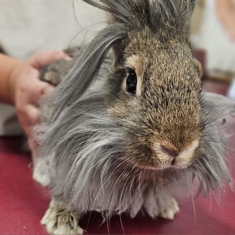 Rabbit For Adoption - Dwight 01r23, A Lionhead In Napoleon, Oh 