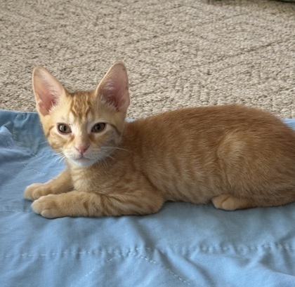 Cat for adoption - Fanta, a Domestic Short Hair in Fort Worth, TX ...