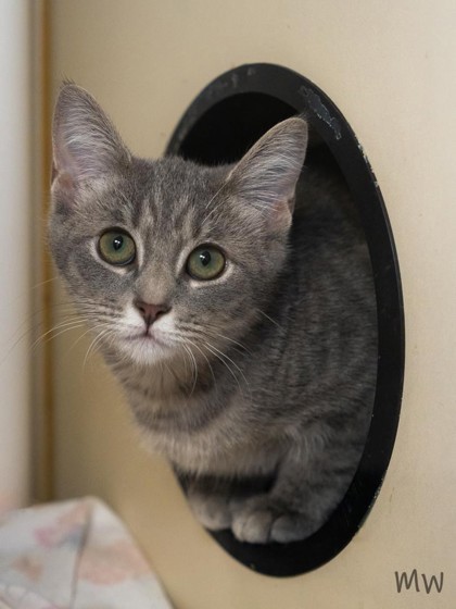 Cat for adoption - Roo (K2), a Domestic Short Hair in Fairfax, VA ...