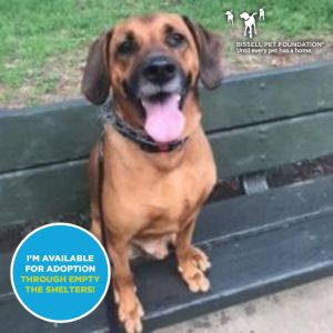 Carmine- $70 Bissell Sponsored Adoption Fee!, Senior Male Redbone Coonhound