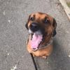 Carmine- $70 Bissell Sponsored Adoption Fee! photo 3