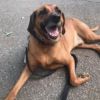 Carmine- $70 Bissell Sponsored Adoption Fee! photo 4