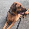 Carmine- $70 Bissell Sponsored Adoption Fee! photo 5