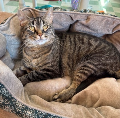 Dina, an adoptable Domestic Short Hair in Willmar, MN, 56201 | Photo Image 1