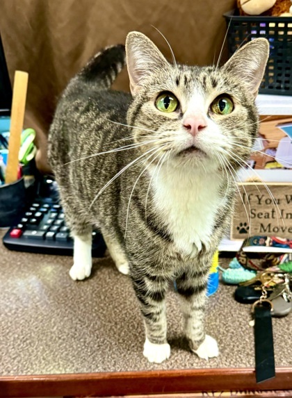 Roseland, an adoptable Domestic Short Hair in Willmar, MN, 56201 | Photo Image 1