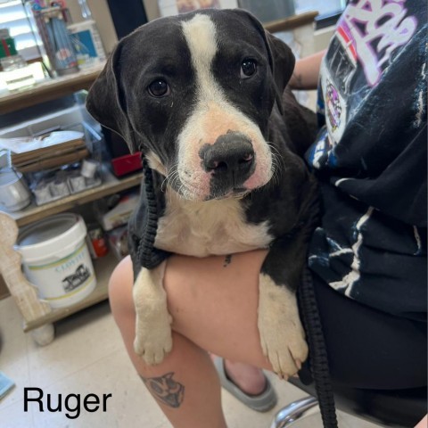 Ruger