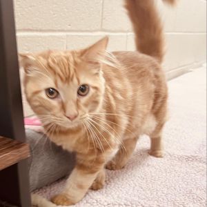 OJAY OJay is a petite glass of orange juice with the sweetest of flavors He is a male kitten with