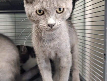 Magic, an adoptable Domestic Short Hair in Pendleton, OR, 97801 | Photo Image 1