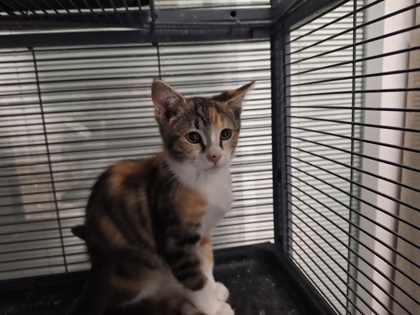 Waverly, an adoptable Domestic Short Hair in Pendleton, OR, 97801 | Photo Image 1