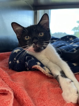 Cat for adoption - Desperado, a Domestic Short Hair in Memphis, TN ...