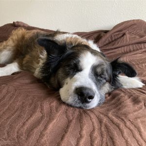 Skip, Senior Male Shepherd