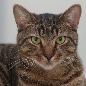 Meet Asparagus a smart and curious cat who loves to learn Asparagus is a lively boy who loves to i