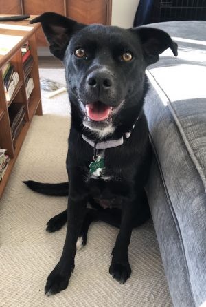 Orca Labrador Retriever Dog